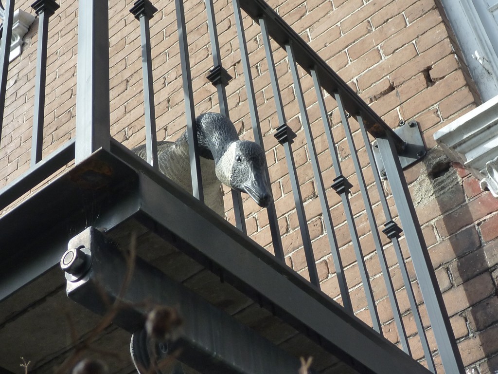 Canadian Goose Peeking