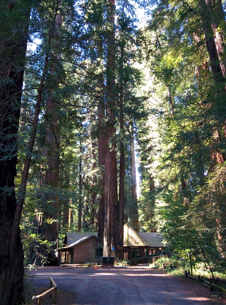 Redwood 1